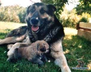 N�meck� ov��k, pes (6 let) + jeho �t�n�