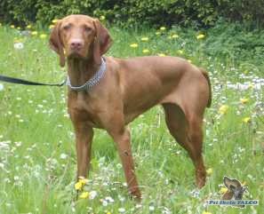 Ma�arsk� oha�, fena (8 m�s.)