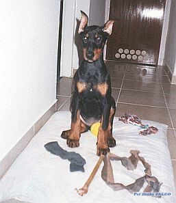 �t�n� dobrmana, fenka