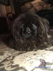 Pekingsk� pal�cov� ps�k, fena (11 let)