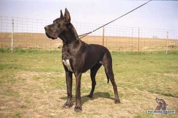 N�meck� doga, fena (1,5 roku)