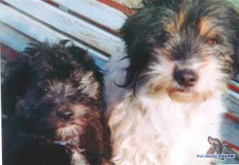 K��enci, pes a fena (4 m�s., 1 rok)