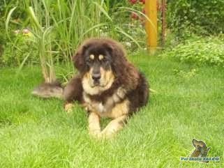Tibetsk� doga, fena (6 m�s.)