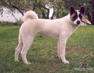 Velk� japonsk� pes, fena (7 m�s.)