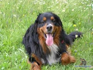 Bernsk� sala�nick� pes, pes (3 roky)