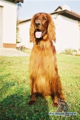 Irsk� setr, pes (3 roky)