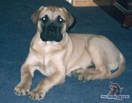 Bullmastif, pes (4 m�s�ce)