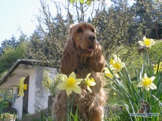 Anglick� kokr�pan�l, fena (12 m�s�c�)