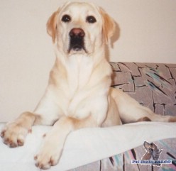 Labrador, fena (17 m�s�c�)