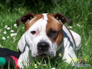 AMSTAF, pes (21 m�s�c�)