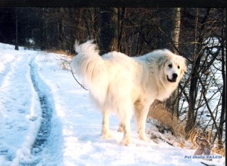 Pyrenejsk� horsk� pes, pes (13 m�s�c�)