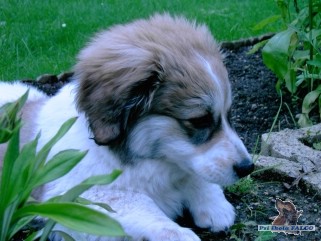 K��enec, pes (8 t�dn�)