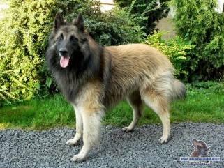 Belgick� ov��k tervueren, pes (2 roky)