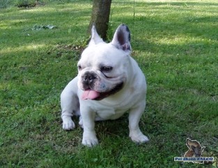 Francouzsk� buldo�ek, pes (20 m�s�c�)