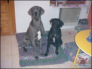 N�meck� doga/k��enec labradora, pes/pes (8 m�s�c�/2 roky)