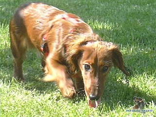 Jezev��k dlouhosrst�, pes (1 rok)