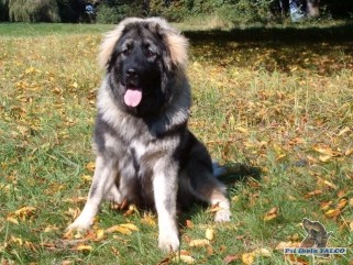 Kavkazsk� pasteveck� pes, fena (8 m�s�c�)