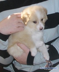 �pic, fena (5 t�dn�)