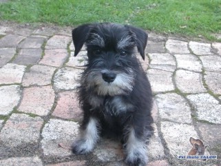 Kn�ra� mal� �ernost��b�it�, fena (3 m�s�ce)