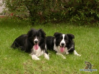 Border collie, psi (3 a 1,5 roku)