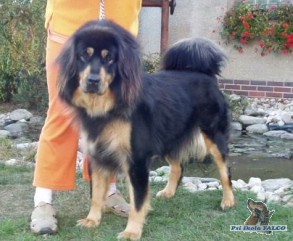 Tibetsk� doga, fena (5 let)