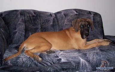 N�meck� doga, fena (8 m�s�c�)