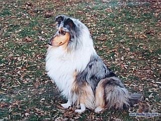 Dlouhosrst� kolie, fena (5 let)