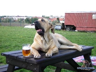 Brazilsk� fila, fena (2 roky)