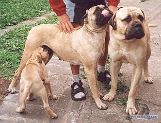 M�ma, t�ta a syn ...