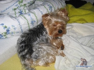 Jork��rsk� teri�r, pes (3 roky)