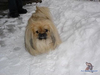 Pekin�z, pes (11 let)