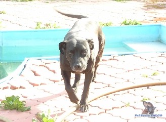 Americk� pitbulteri�r, fena (8 let)