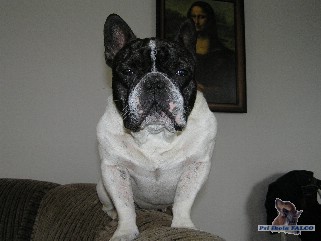 Francouzsk� buldo�ek, pes (3 roky)