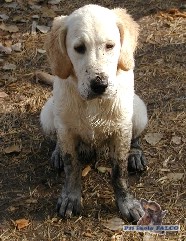 Zlat� retr�vr, fena (4 m�s�ce)