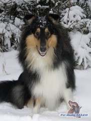 Kolie dlouhosrst�, pes (11 m�s�c�)