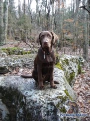 Labrador, pes (4 m�s�ce)