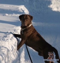 Chesapeake Bay Retriever, pes (3 roky)