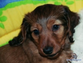 Jezev��k dlouhosrst�, pes (8 t�dn�)