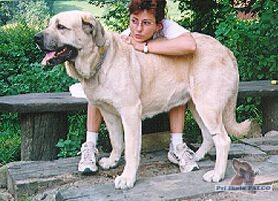 �pan�lsk� mastin, fena