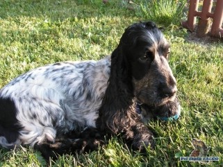 Anglick� kokr�pan�l, pes (3,5 roku)