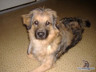 K��enec, pes (10 m�s�c�)