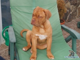 Bordeauxsk� doga, fena (4 m�s�ce)