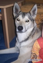 K��enec sibi�sk�ho husky, pes (3 roky)