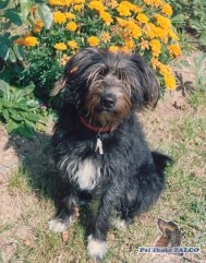 K��enec, fena (12 let)