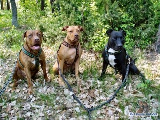 Pitbull pes (3 roky), fena (7 let), pes (6 let)