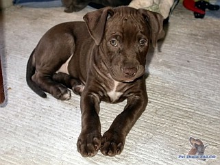 Pitbull fena (2 m�s�ce)
