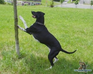 Evropsk� sa�ov� pes, pes (4 roky)