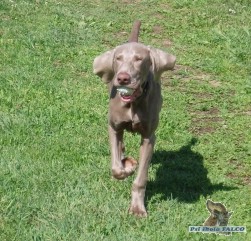 V�marsk� oha�, pes (5 m�s�c�)