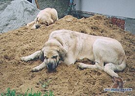 �pan�lsk� mastin, matka a syn