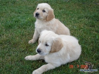 Zlat� retr�vr, psi (2 m�s�ce)